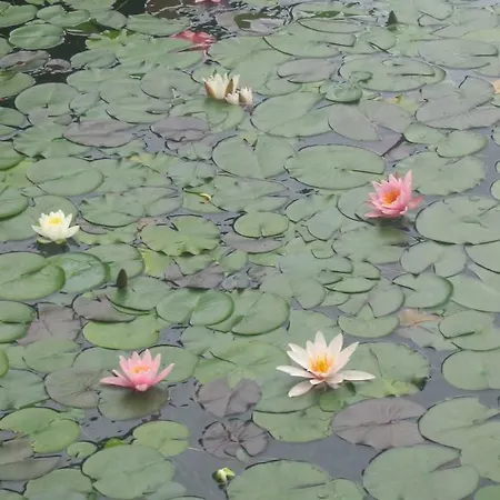 Pletna View Daire Bled