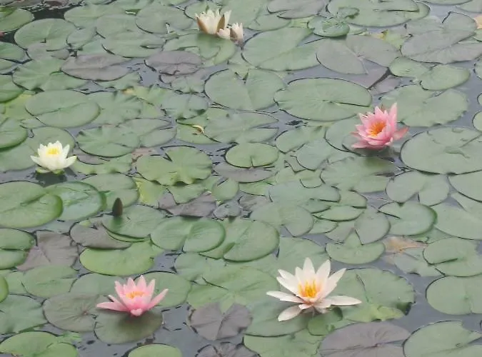 Pletna View Apartamento Bled